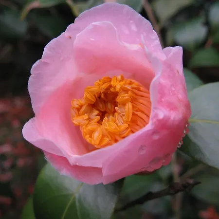 Bed & Breakfast Manoir Camelia