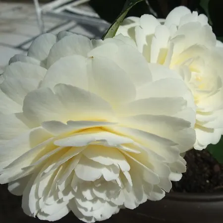 Bed & Breakfast Manoir Camelia *